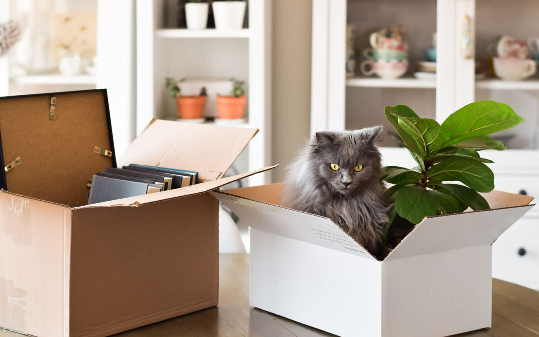 Moving with Your Cat: A Guide to Preparing Your Cat for a New Home